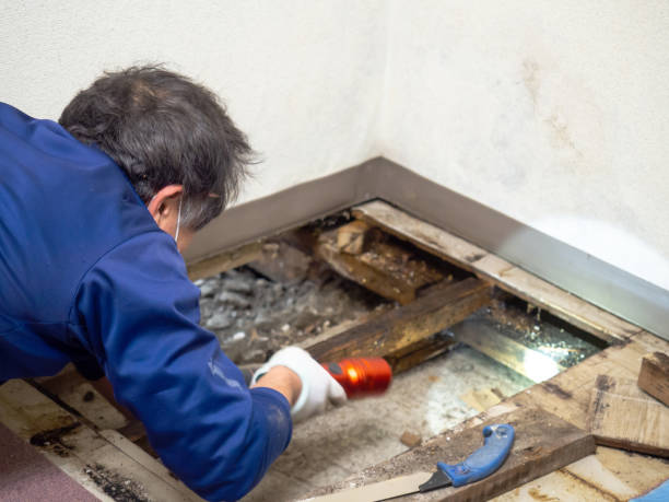 Best Health and Safety Mold Remediation in Durham, NC