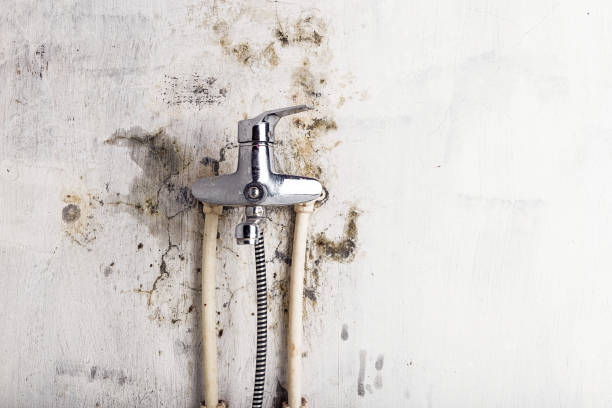 Best Post-Flood Mold Remediation in Durham, NC
