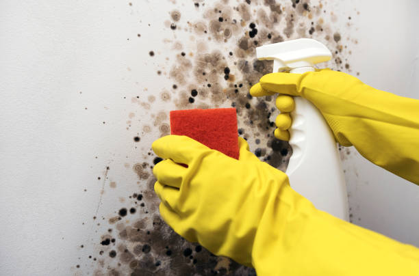 Best Basement Mold Remediation in Durham, NC